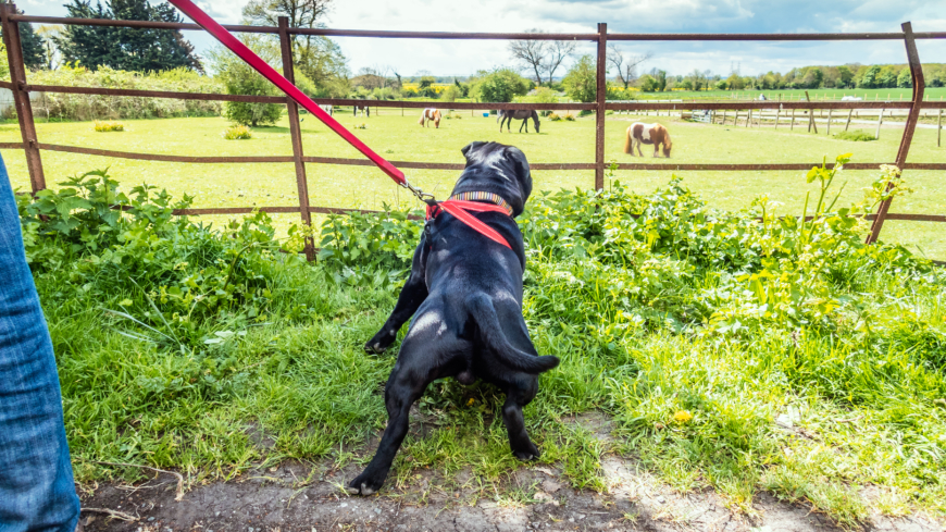 Om hunden springer eller rör sig i ett område med mycket brännässlor kan hunden riskera att bränna sig, särskilt på utsatta områden av kroppen. Foto: Shutterstock